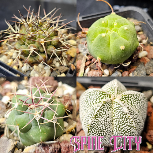 Cactus bundle - 4 plants funky collector cactus mix Gymnocalycium schickendantzii Thelocactus hexaedrophorus Astrophytum myriostigma Onzuka Matucana madisoniorum rare cactus pack