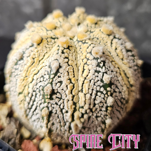 Astrophytum asterias Honey Glow with dense flocking and warm honey yellow glow symmetrical specimen