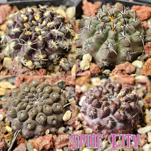 Eriosyce Select Hybrids cactus bundle with four dark-bodied Spine City hybrids displaying varied spine shapes and textures.