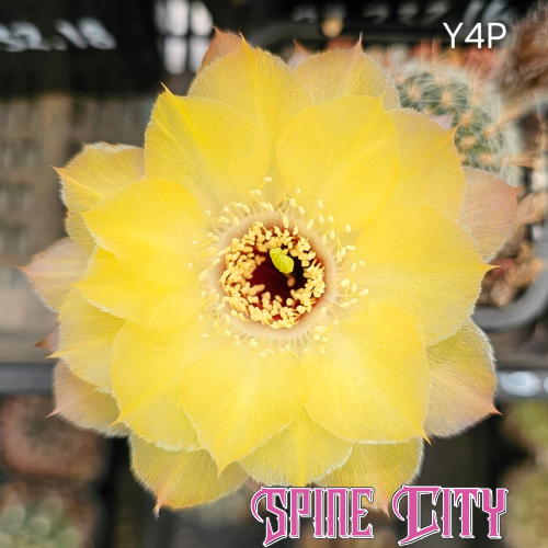 Lobivia hybrid Y4P buttercup yellow bloom layered petals soft textured flower