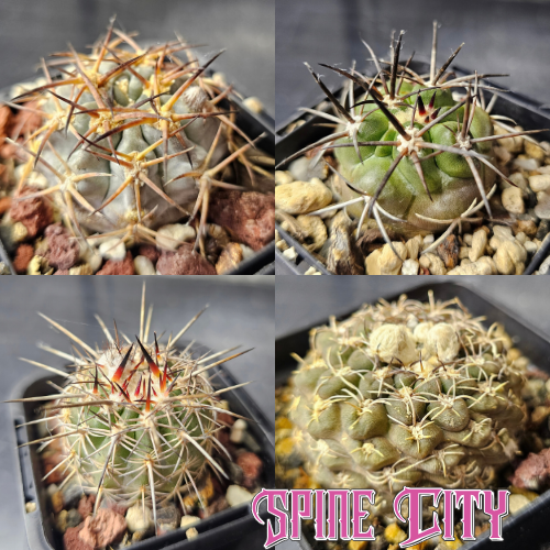 Time Well Spent cactus bundle featuring four mature cacti, each slow grown for over five years, with contrasting forms and distinctive character.
