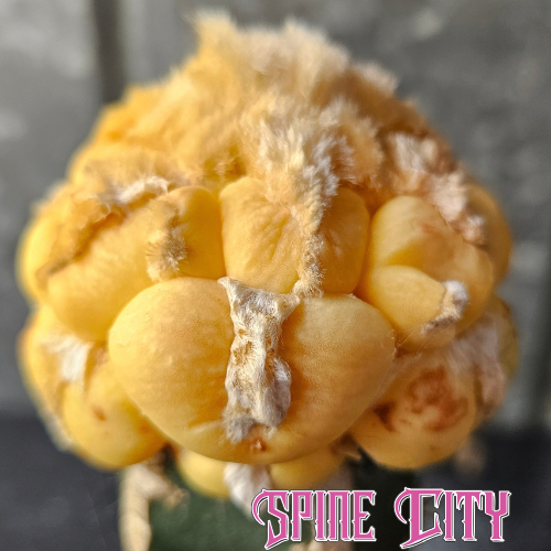 Ariocarpus cv. Maruibo (Loydii Latus Vari) with short fat tubercles, dense pectinate wool and rare banana-yellow colour.