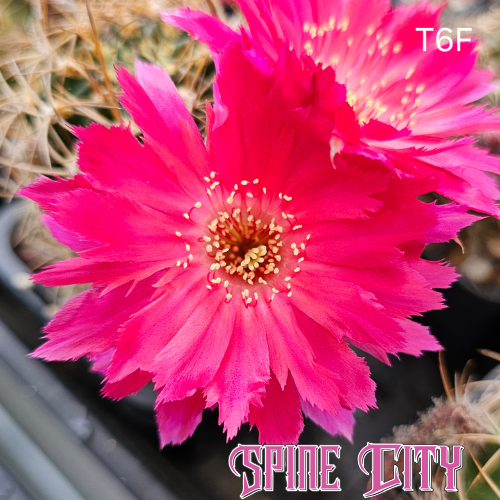 Lobivia hybrid T6F hyper pink bloom ragged petals wide open high impact flower