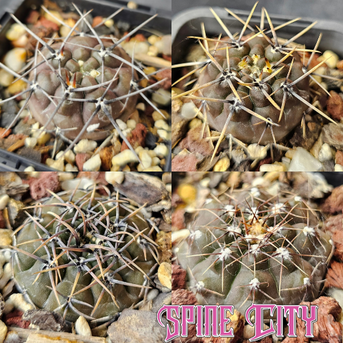 Dark Gymno Select bundle featuring four darker-bodied Gymnocalycium with distinctive forms and documented provenance.