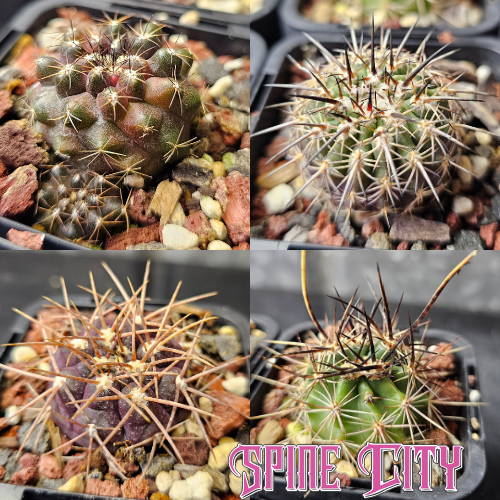 Cactus bundle of 4 slow-growing species selected for striking form and sculptural presence.