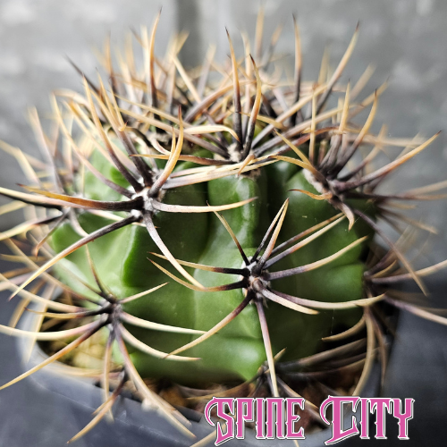 Select Gymnocalycium achirasense v. chacrasense with a glossy deep green body and exceptionally dense, fierce spination.