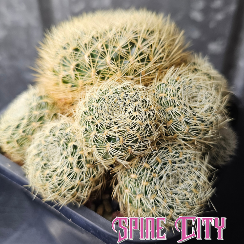 Sulcorebutia albissima cactus large multi headed specimen with symmetrical spines and pink flowers
