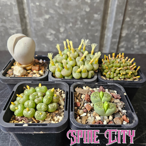 Sneaky Squirrel - 5 plants