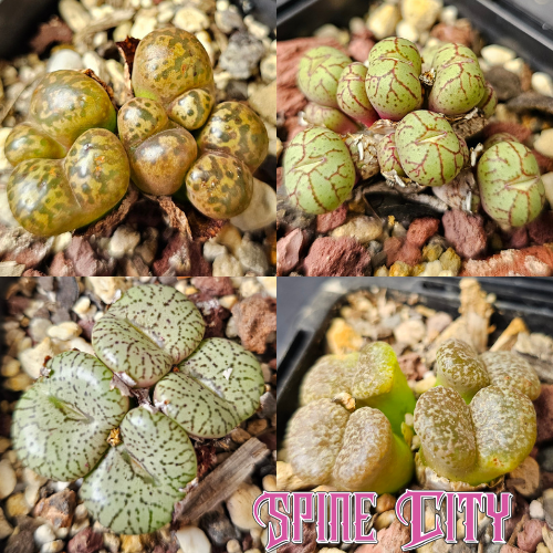 Conophytum bundle (4 plants) – mixed miniature succulents grown from seed, Spine City Australia