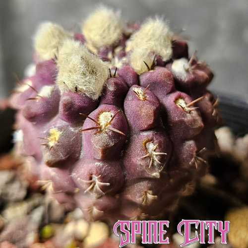 Eriosyce napina Purple Select with an intensely rich purple body, compact knobbly form and minimal spination.