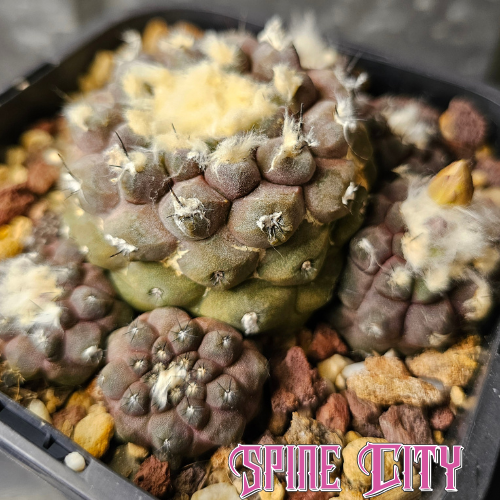 Relic grade Copiapoa hypogaea with dense wool and a dark, naturally patinated body