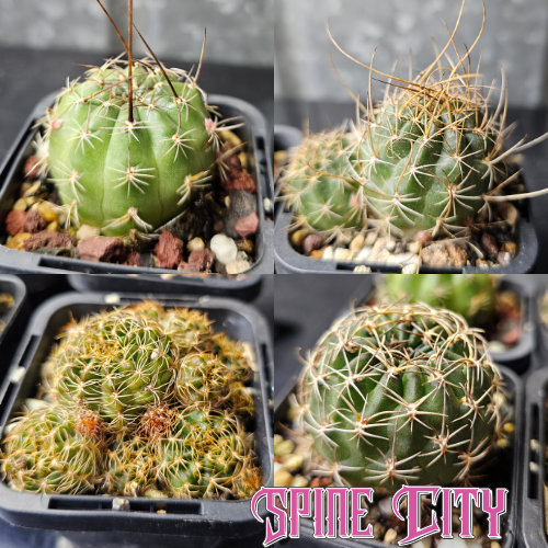 Cactus bundle of 4 Lobivia including the famous S9, grown by Australia’s leading Lobivia producer.