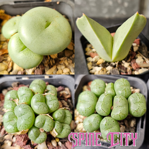 Conophytum bundle (4 plants) – unusual miniature succulents grown from seed, Spine City Australia