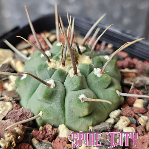 Gymnocalycium vatteri single spine form with hypnotic green notched body rare collector cactus