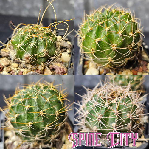 Cactus bundle - 4 plants Lobivia lovers pack Australia’s leading Lobivia producer Spine City hybrids Lobivia pentlandii Lobivia pampana Lobivia boliviensis rare flowering cactus