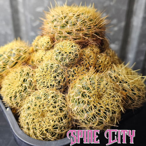 Sulcorebutia candiae cactus mature multi headed cluster with vibrant yellow spines