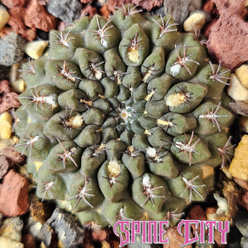 Neochilenia occulta cactus with dark flattened body low growing rare specimen