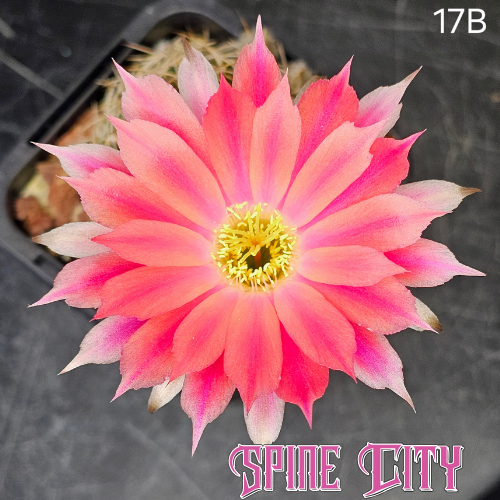 Lobivia hybrid 17B striped peach orange and candy pink bloom sharp layered petals triple stack