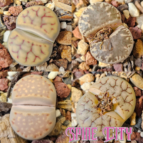 Lithops bundle (4 plants)
