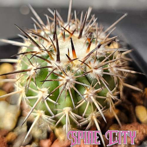 Neoporteria islayensis OST94945 cactus with strong spines and developing frosty blue skin