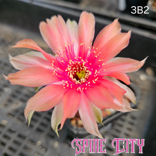 Lobivia hybrid 3B2 cactus flower with vibrant pink centre and soft outer tones, irregular petals and open natural form 1-Code