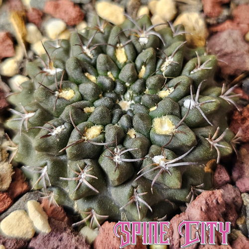 Neochilenia occulta slow grown 8 year specimen with dark flattened body close to ground highly coveted Eriosyce