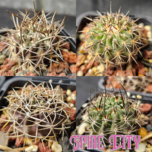Cactus bundle of 4 Eriosyce species, slow-grown for maximum character and collector appeal.
