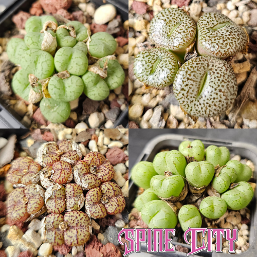Conophytum bundle (4 plants) – curious miniature succulents grown from seed, Spine City Australia