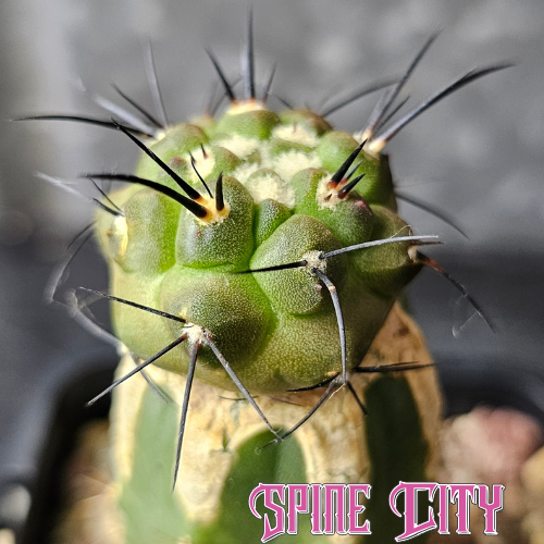 Grafted Copiapoa dealbata with icy blue-green body and contrasting dark spines