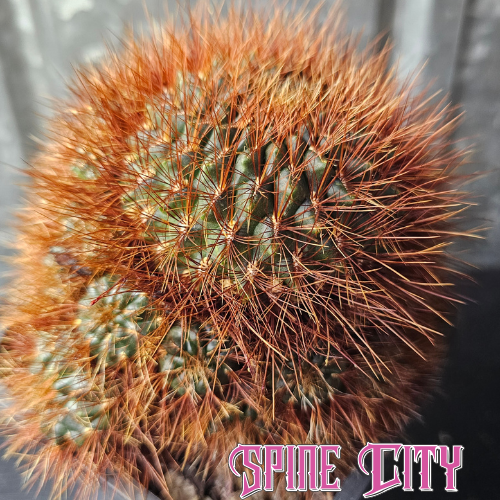 Sulcorebutia sp cactus enormous specimen with heavy burnt orange spines and red flowers