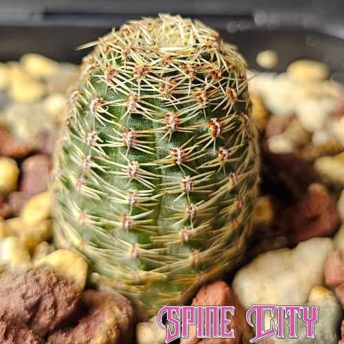 Rebutia pygmaea albidula MN382 cactus with compact body and tight compressed spines