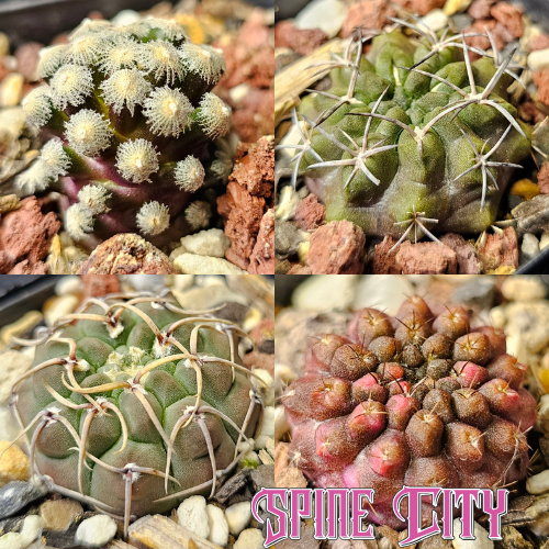 Cactus bundle - 4 plants Master growers pack Eriosyce hybrid variegated Gymnocalycium vatteri Neochilenia occulta Mammillaria theresae rare cactus Spine City premium collector pack