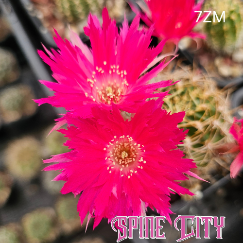 Lobivia hybrid 7ZM hyper pink cactus flower with saturated colour and ragged explosive petals, wild form 1-Code