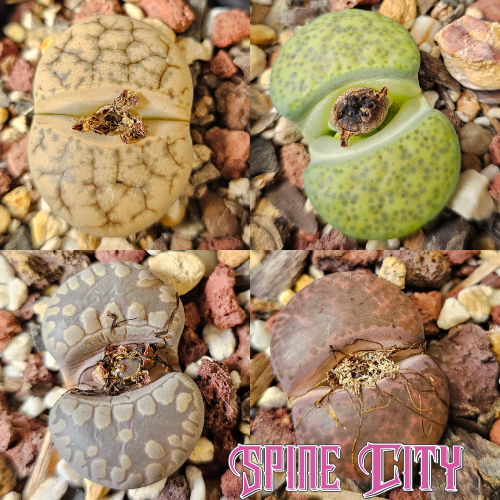 Lithops bundle (4 plants)