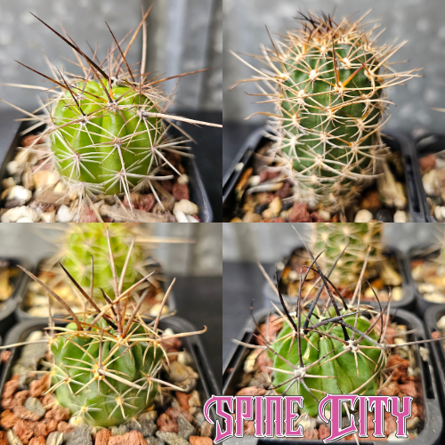 Cactus bundle (4 named plants)