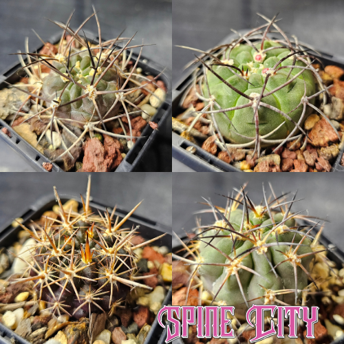 Silent Power cactus bundle featuring four distinctive cacti selected for their commanding forms, strong character and understated aesthetic.