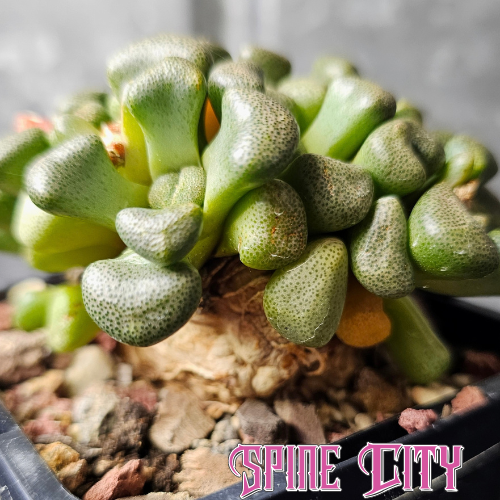 Seed-grown Aloinopsis schooneesii with knobbly speckled green leaves and chunky exposed roots.