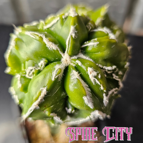 Two-headed Astrophytum Myrio Hekiran Japan F1 with rich green colouring, heavy texture and fine white flocking along the margins.