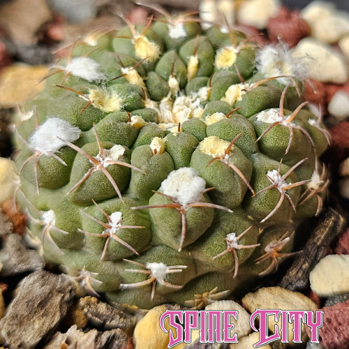 Chileorebutia carneoflora cactus with green body and defined ribs compact form