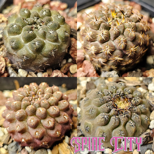 Cactus bundle - 4 plants miniature Eriosyce mix Eriosyce napina Neochilenia hybrid Neoporteria reichii Chileorebutia napina Spine City cactus hybrid pack miniature collector