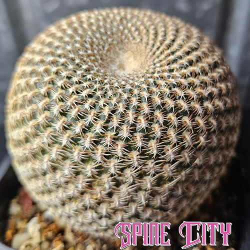 Sulcorebutia arenacea cactus large mature specimen with rounded body and flattened spines