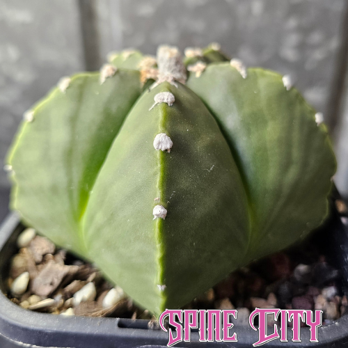 Advanced-size Astrophytum myriostigma nudum with a rich green body, pronounced fluffy white dots and rounded form.