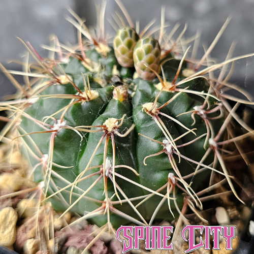 Gymnocalycium marianae cactus with deep green body, neat spines, and red flower