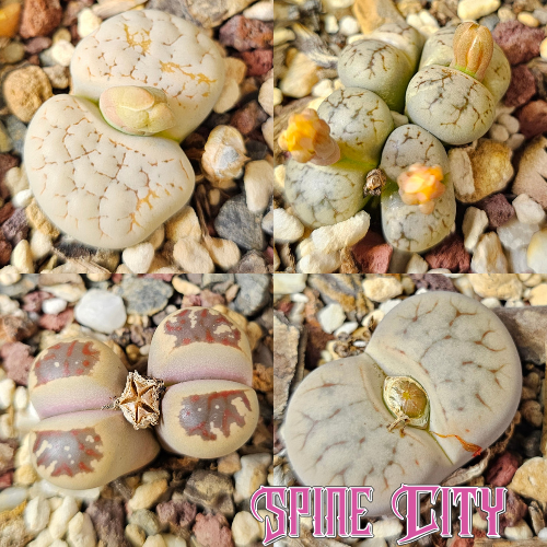 Lithops bundle 4 plants natural tones stone look mix