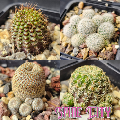 Charming Mix cactus bundle featuring four compact cacti with varied shapes, forms and clustering growth.