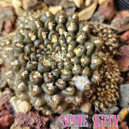 Chileorebutia odierii desert miniature cactus with flattened dark body tiny spines and forming pups