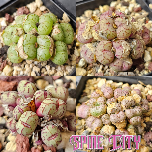 Conophytum bundle (4 plants) – assorted miniature succulents grown from seed, Spine City Australia
