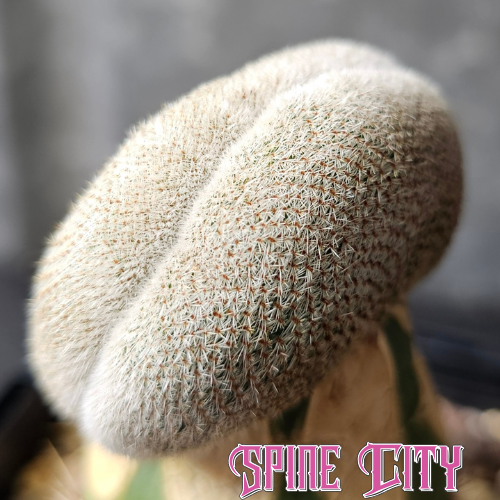 Rebutia heliosa crest with tight, fine spines creating a soft, fuzzy appearance