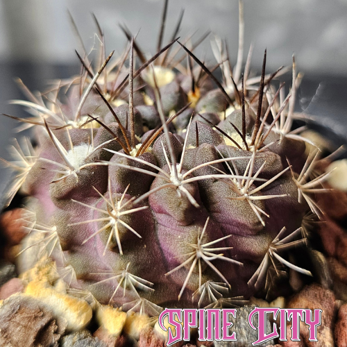 Neochilenia occulta hybrid cactus with dark purple body and striking spines
