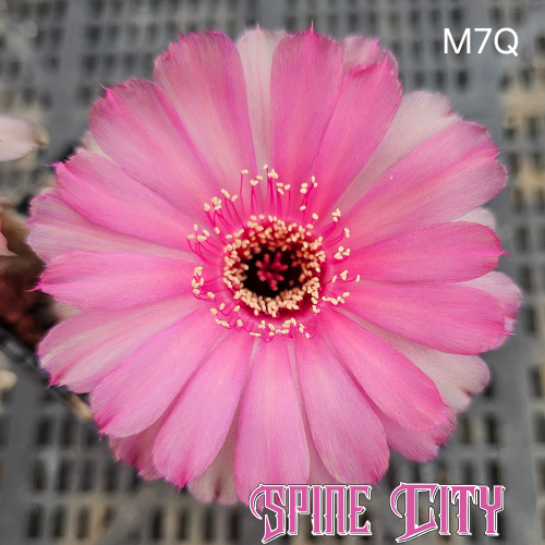 Lobivia hybrid M7Q soft pink cactus flower with cotton candy tones and perfectly round layered petals 1-Code